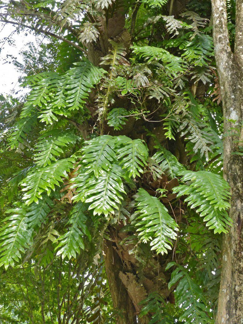 Cây Ráng bay. Drynaria quercifolia - Cây Thuốc Nam Quanh Ta